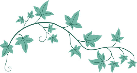 ivy plant drawing illustration.