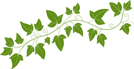 ivy plant drawing illustration.