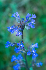 forget me not flowers