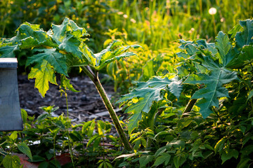 Large leaves of a young hogweed sosnovsky