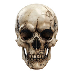 Obraz premium Realistic detailed human skull with cracks isolated on white background, symbolizing death, gothic, and horror elements.