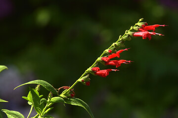 Scharlachroter Salbei