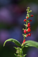 Scharlachroter Salbei