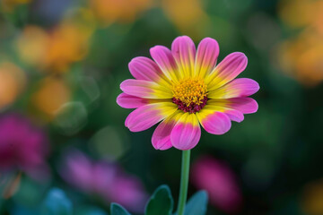 Fototapeta premium A single pink and yellow flower is the main focus of the image