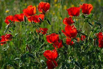 Obraz premium The picture shows a field of bright red wild poppies blooming in a lush green grassy field. High quality photo