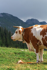 A cow at the mountains high.