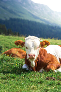 A cow at the mountains high. A laying kattle in the grass.