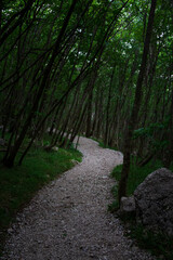 Fototapeta premium footpath in the woods
