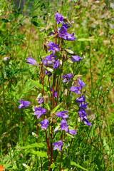 Nesselblättrige Glockenblume
