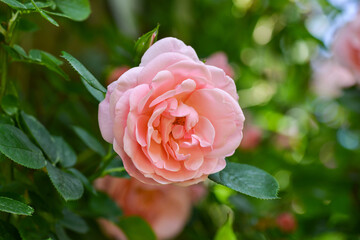 pink rose in garden