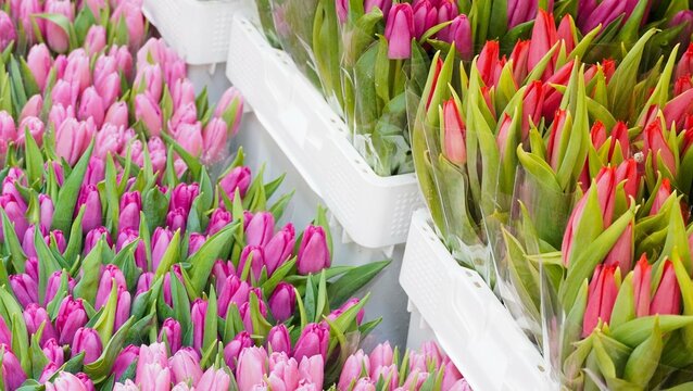 Pink tulips, red tulip flowers, and group of flowers for spring season. Florist concept.