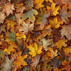 Fototapeta premium Autumn Leaf Texture Background, Colored Autumn Tree Leaves Pattern, Red Orange Foliage Banner, Fall Leaf