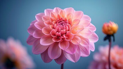 Fototapeta premium Pink dahlia flower, nature, isolated, purple, spring, plant, macro, spring, flower, garden, yellow, blossom, petal, petals.