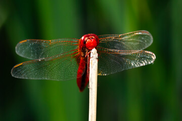 Red dragonfly. Macro nature. Nature background. 