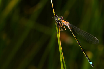 Dragonfly with hunt. Macro nature. Nature background. 