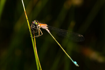 Dragonfly with hunt. Macro nature. Nature background. 