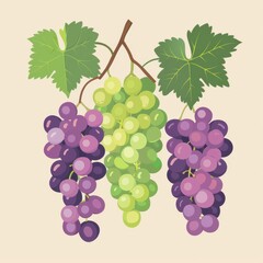 Obraz premium Grapes and vine, purple and green grapes, flat design illustration