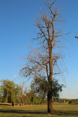 Obraz premium A tree in a field