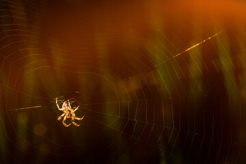 Spider. Close up nature. Nature background.