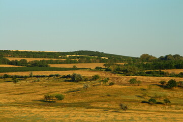 A field with trees and grass