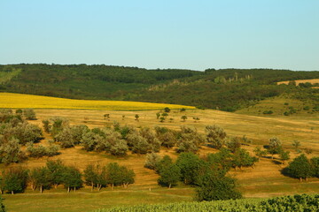 A green field with trees