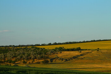 Fototapeta premium A field with trees and a blue sky