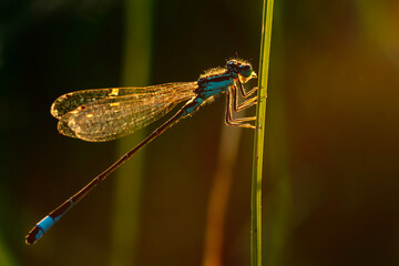 Dragonfly. Macro nature. Nature background. 