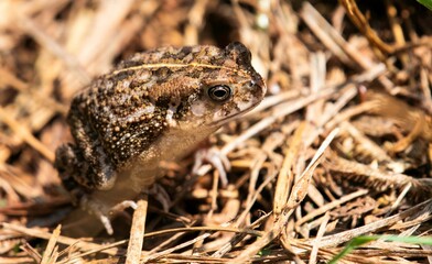 small brown toad camouflaged on dry grass