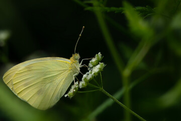 Butterfly. Large White. Large Cabbage White.  Pieris brassicae. Macro nature. Nature background. 