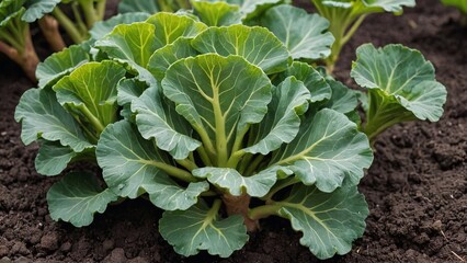 Naklejka premium Fresh Green Broccoli Garden Harvest