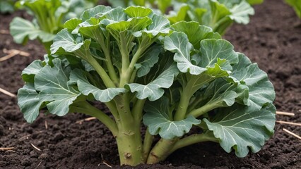 Naklejka premium Fresh Green Broccoli Garden Harvest