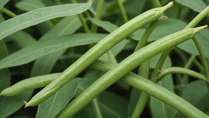 Obraz premium Lush Green Bean Harvest in the Garden