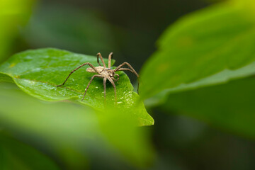 The nursery web spider. Pisaura mirabilis. Close up nature. Nature background.