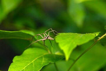 The nursery web spider. Pisaura mirabilis. Close up nature. Nature background.