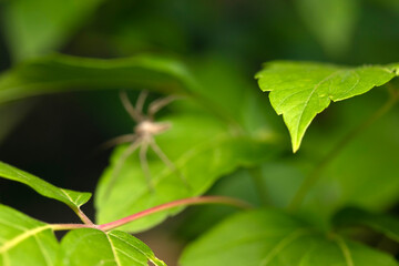 The nursery web spider. Pisaura mirabilis. Close up nature. Nature background.