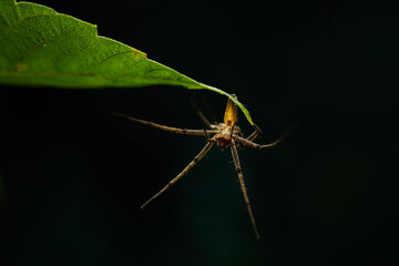 The nursery web spider. Pisaura mirabilis. Close up nature. Nature background.