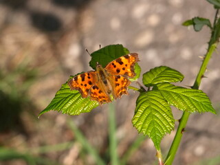 Photo of a Comma butterfly on a blackberry bush at the forest's edge. The butterfly's distinctive wings stand out beautifully against the green leaves.