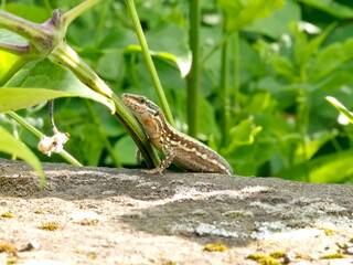 A lizard basking on a warm, large stone. The photo captures the moment of tranquility and the natural behavior of the reptile in its habitat.