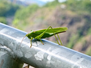 A green bush cricket perches on a zinc-colored railing, accentuating its contrast and presenting a perfect scene for a fascinating nature photo.