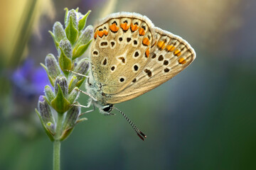 Butterfly. Common Blue. Close up nature. Nature background. Polyommatus icarus. 