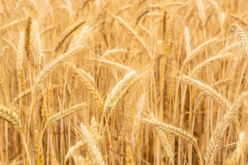 Field of grain. Ripe ears of rye. Concept, agriculture and food. Grain exports, agricultural contracts, purchase prices