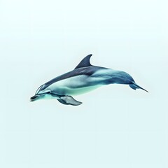 Fototapeta premium A bottlenose dolphin jumps out of the water.