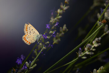Butterfly. Common Blue. Close up nature. Nature background. Polyommatus icarus. 