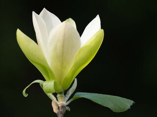 einzelne wei&szlig;e Magnolienbl&uuml;te vor dunklem Hintergrund