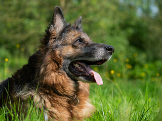 Seitenansicht Portrait eines alten Schäferhundes 