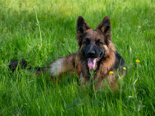 Langstockhaar-Schäferhund liegt im Gras