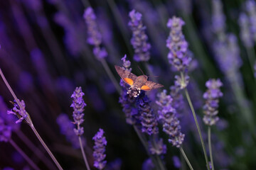 Lavender flowers and Hawk moth. Macroglossum stellatarum. Close up nature. Nature background.