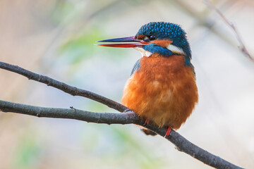 Female Common Kingfisher (Alcedo atthis) on branch, the Netherlands