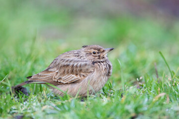 Crested Lark (Galerida cristata) in the Netherlands