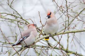 Two Bohemian waxwings (Bombycilla garrulus) on branch, the Netherlands
